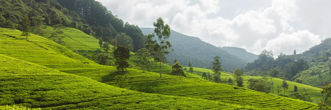 NUWARA ELIYA